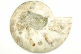 Cut & Polished Ammonite Fossil (Half) - Madagascar #207440-2